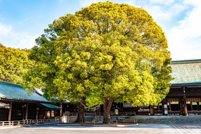 2023年中に彼と結婚する！初詣デートで行きたい、都心の縁結び神社＆パワースポット